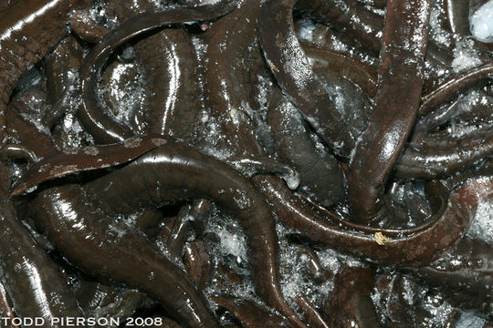 Image of Smallmouth Salamander