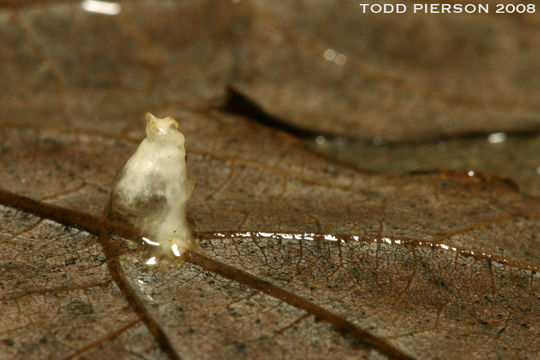 Plancia ëd Ambystoma texanum (Matthes 1855)