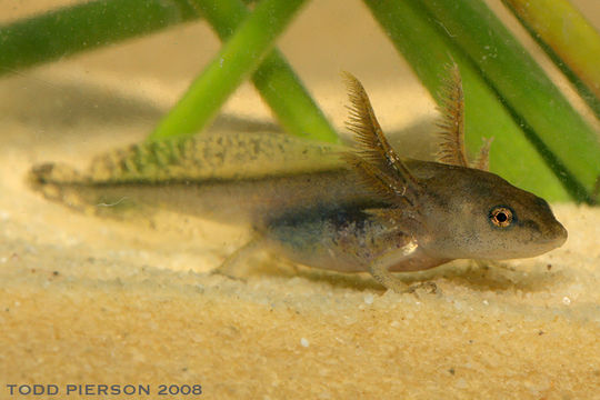 Plancia ëd Ambystoma texanum (Matthes 1855)