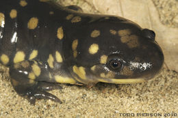 Image of Eastern Tiger Salamander