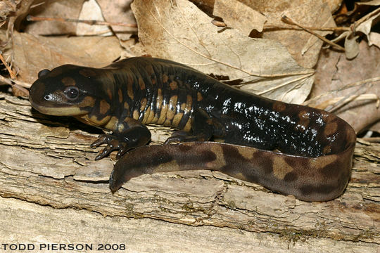 Слика од Ambystoma tigrinum (Green 1825)