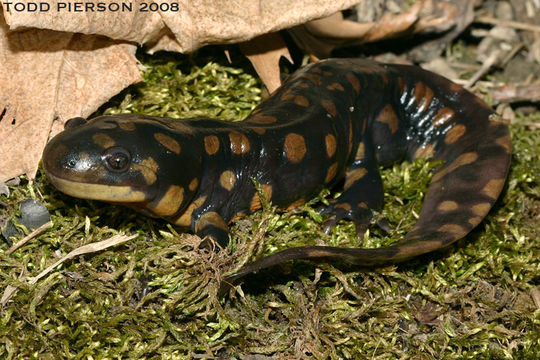 Image of Eastern Tiger Salamander