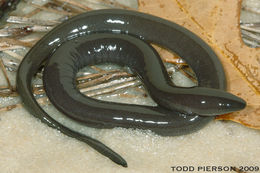 Plancia ëd Amphiuma pholeter Neill 1964