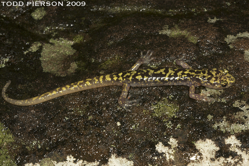 Image of Green Salamander