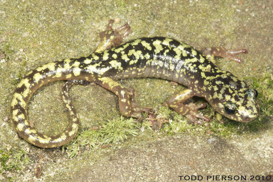 Image of Green Salamander