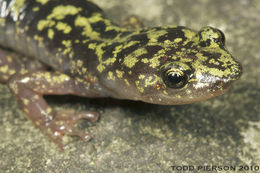 Image of Green Salamander