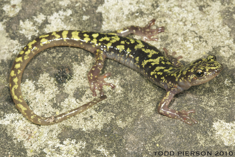 Image of Green Salamander