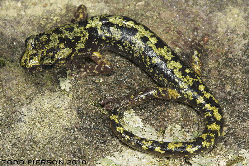 Image of Green Salamander