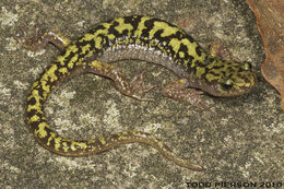 Image of Green Salamander