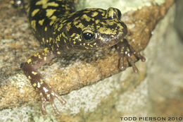 Image of Green Salamander