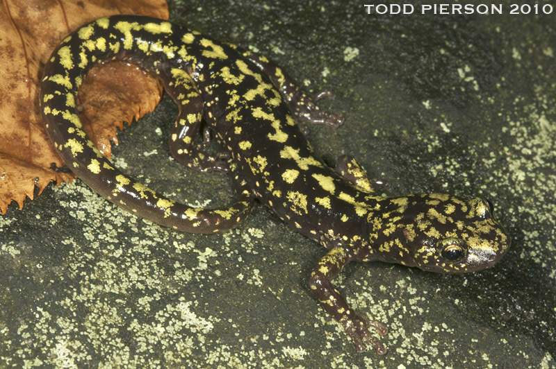 Image of Green Salamander