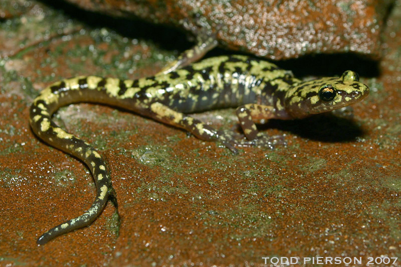 Image of Green Salamander