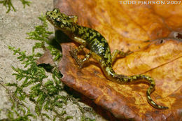 Image of Green Salamander