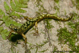 Image of Green Salamander