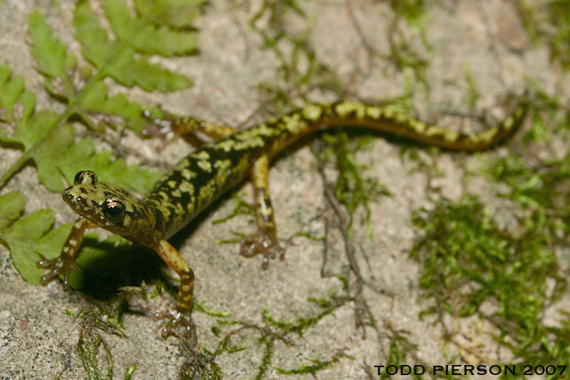 Image of Green Salamander