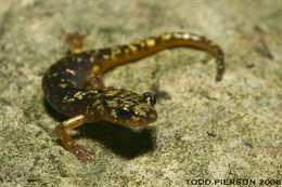 Image of Green Salamander