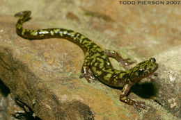 Image of Green Salamander