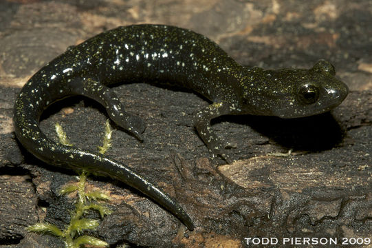 Image of Black Salamander