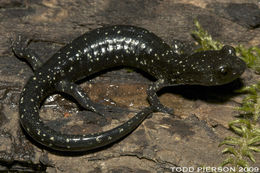 Image of Black Salamander