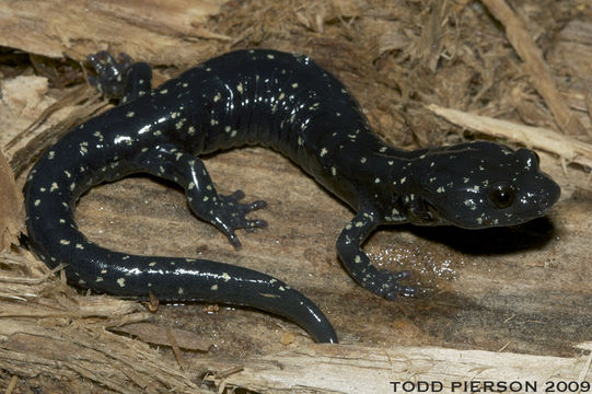 Image of Black Salamander