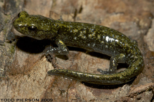 Image of Black Salamander