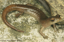 Imagem de Bolitoglossa helmrichi (Schmidt 1936)