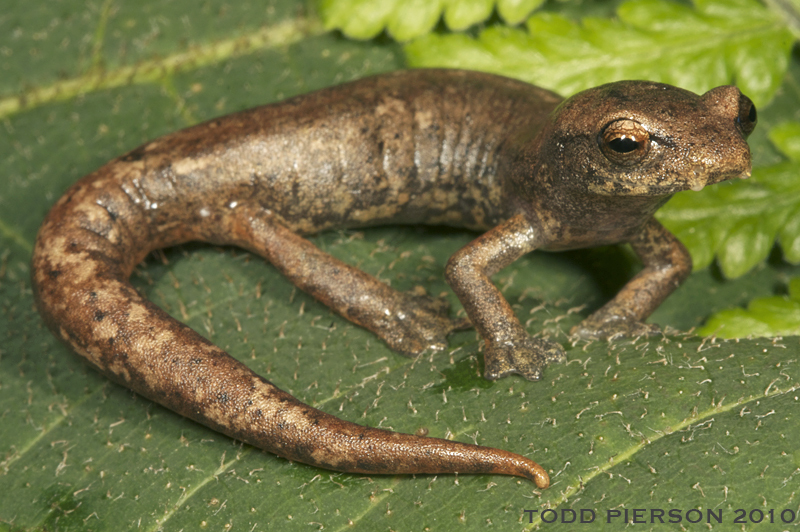 Imagem de Bolitoglossa helmrichi (Schmidt 1936)