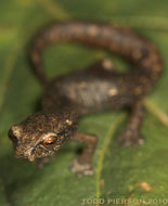 Image of Bolitoglossa helmrichi (Schmidt 1936)