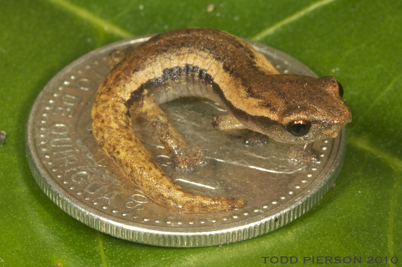 Imagem de Bolitoglossa helmrichi (Schmidt 1936)