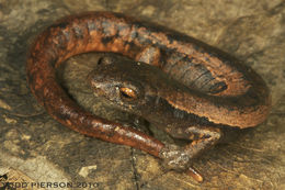 Imagem de Bolitoglossa helmrichi (Schmidt 1936)