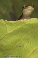 Image of Bolitoglossa helmrichi (Schmidt 1936)