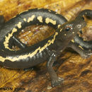 Bolitoglossa odonnelli (Stuart 1943) resmi