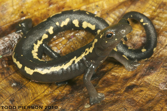 Image of Bolitoglossa odonnelli (Stuart 1943)