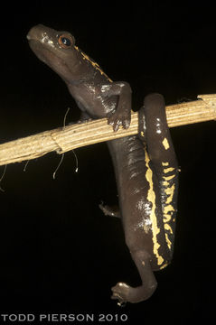 Image of Bolitoglossa odonnelli (Stuart 1943)