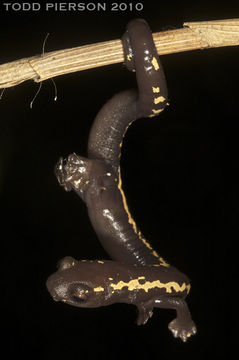 Image of Bolitoglossa odonnelli (Stuart 1943)