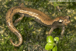 Image of Common Dwarf Salamander