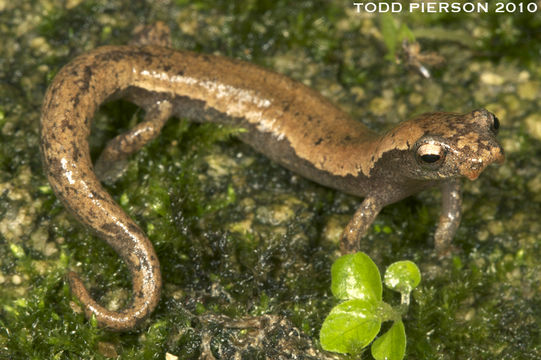 Image of Common Dwarf Salamander