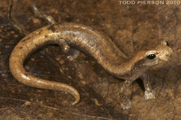 Image of Common Dwarf Salamander