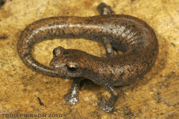 Image of Common Dwarf Salamander