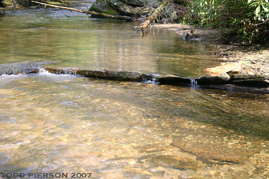 Image of Hellbender