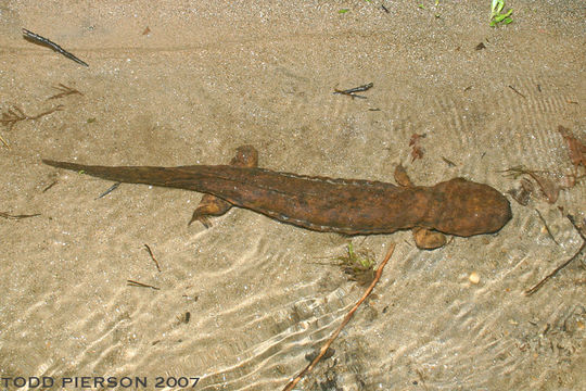 Image of Hellbender