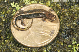 Image of Seepage Salamander