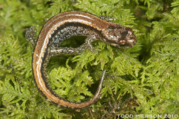 Image of Seepage Salamander