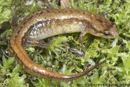 Image of Seepage Salamander