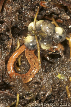 Image of Seepage Salamander