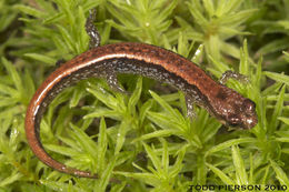 Image of Seepage Salamander