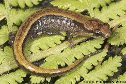 Image of Seepage Salamander