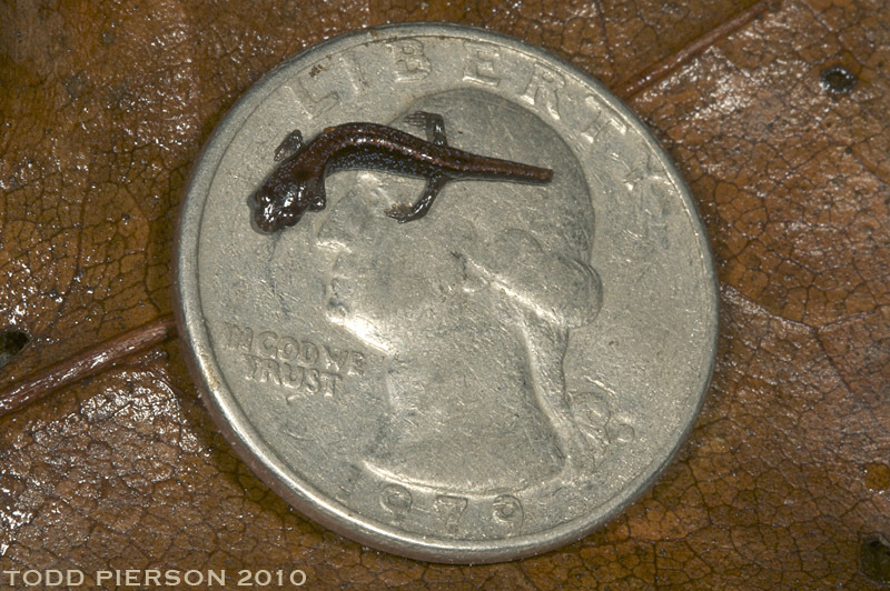 Image of Seepage Salamander