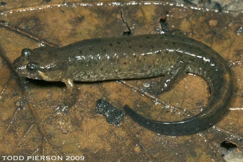 Image of Desmognathus apalachicolae Means & Karlin 1989