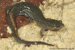 Image of Southern Dusky Salamander